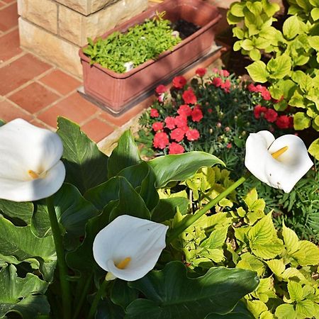Flower Garden Rhapsody - Modern Family Apartments Near Fažana エクステリア 写真