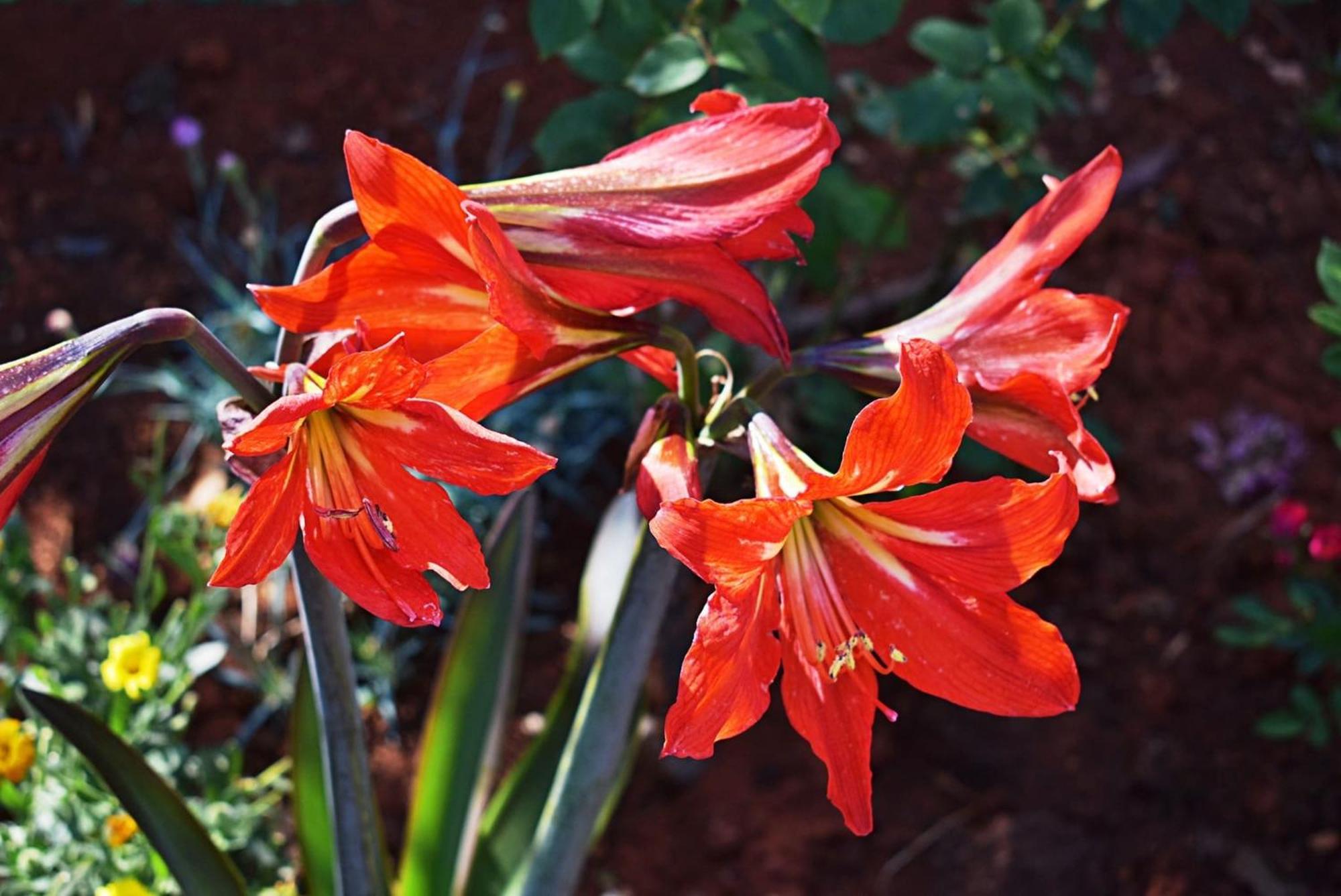 Flower Garden Rhapsody - Modern Family Apartments Near Fažana エクステリア 写真