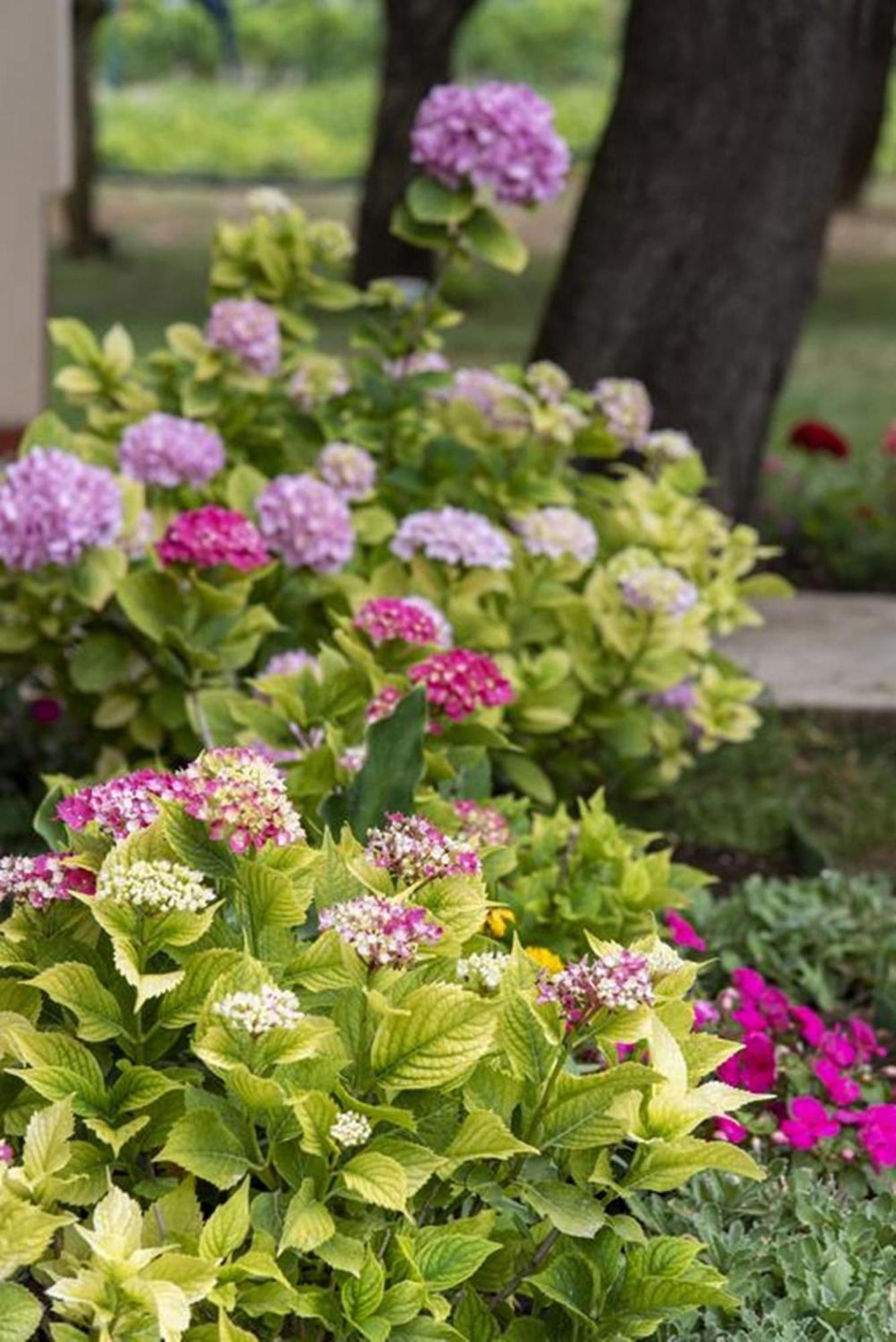 Flower Garden Rhapsody - Modern Family Apartments Near Fažana エクステリア 写真
